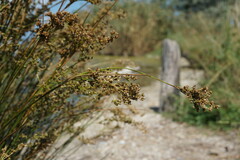Juncus maritimus