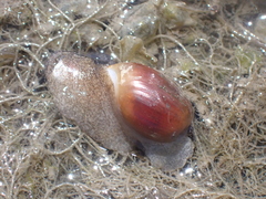 Gastropoda