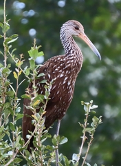 Aramus guarauna