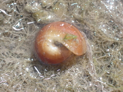 Gastropoda