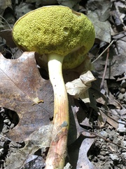 Aureoboletus