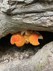 Pluteus aurantiorugosus