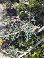 Lessertia frutescens