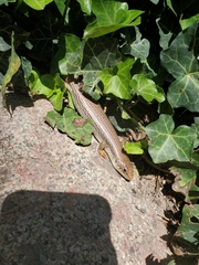 Plestiodon obsoletus