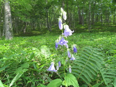 Adenophora remotiflora