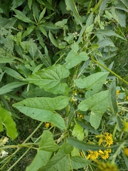 Convolvulus arvensis