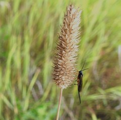 Diplazon laetatorius