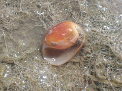 Gastropoda
