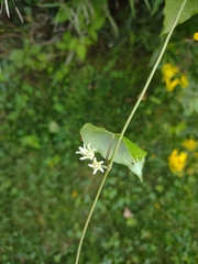 Convolvulus arvensis
