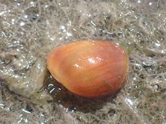 Gastropoda