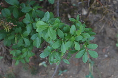 Vaccinium cespitosum