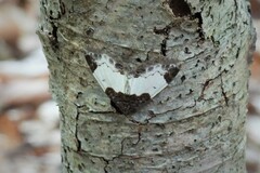 Mesoleuca albicillata