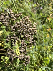 Parthenium integrifolium