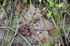 Drosera capillaris