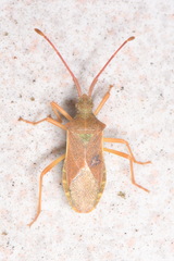Gonocerus acuteangulatus