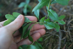 Vaccinium cespitosum