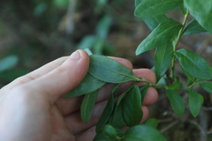 Vaccinium cespitosum