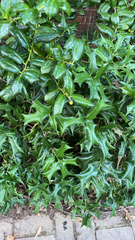 Ilex cornuta