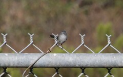Polioptila californica