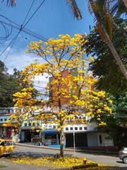 Handroanthus guayacan
