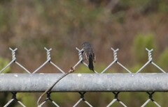 Polioptila californica