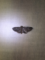 Eupithecia interruptofasciata