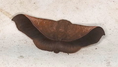Chilkasa falcata