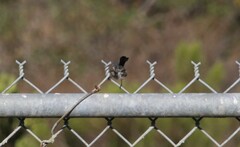 Polioptila californica