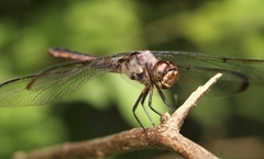 Libellula incesta