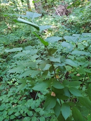 Euonymus verrucosus