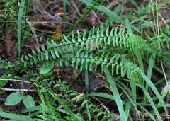 Asplenium platyneuron