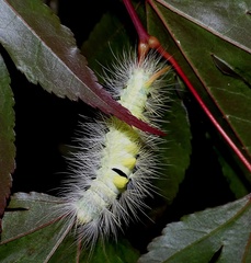 Calliteara pudibunda