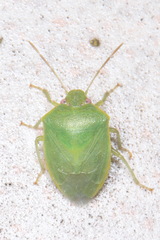 Acrosternum millierei