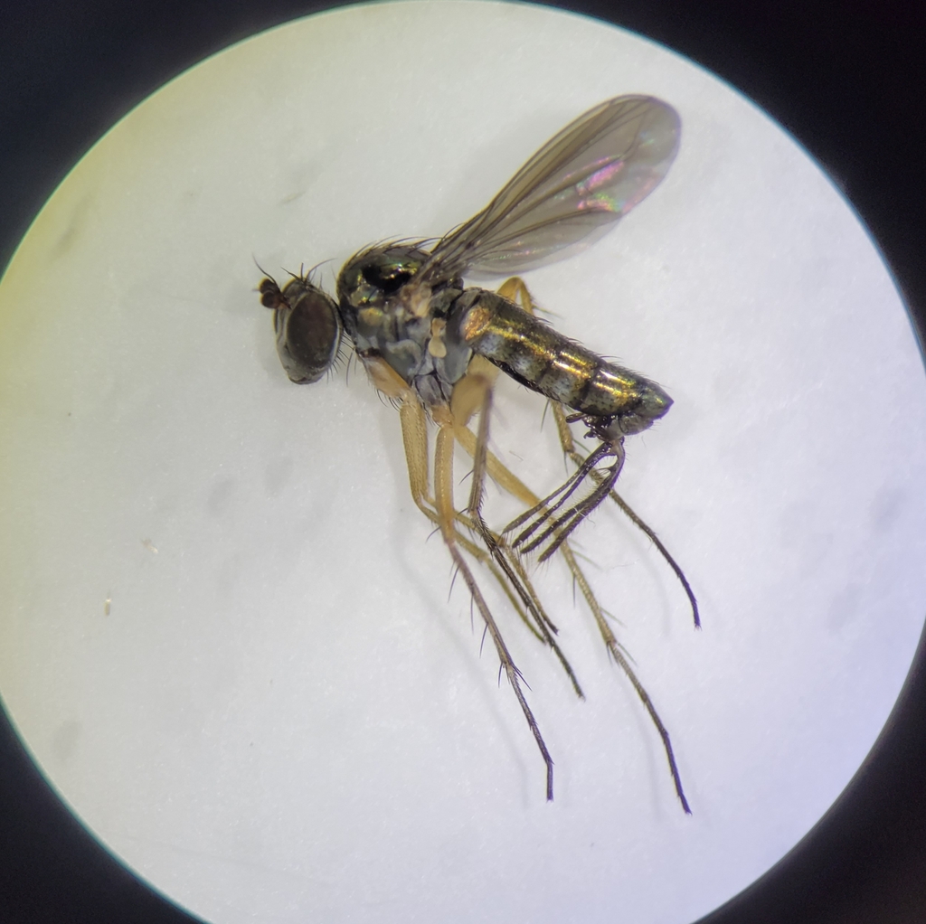 Pelastoneurus kansensis