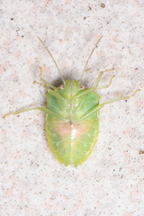 Acrosternum millierei