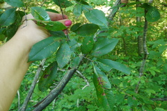 Eriophyes cerasicrumena