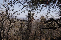 Aloe littoralis image