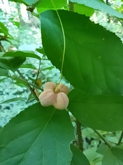 Euonymus verrucosus