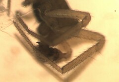 Mermessus trilobatus