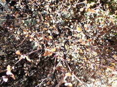 Corokia cotoneaster