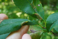Eriophyes cerasicrumena