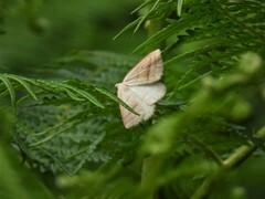 Petrophora chlorosata