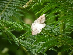 Petrophora chlorosata