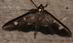 Desmia