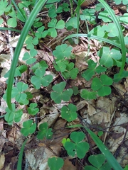 Oxalis acetosella