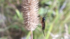 Diplazon laetatorius