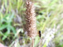 Diplazon laetatorius