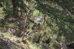 Chloroceryle americana