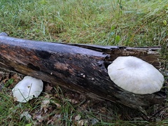 Neolentinus lepideus