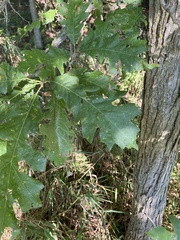 Quercus